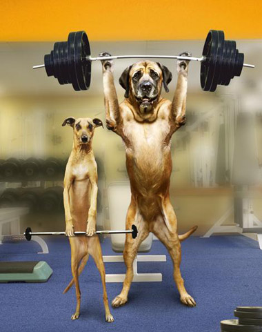 funny dogs gym.jpg