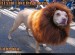 this-dog-looks-like-a-lion.jpg